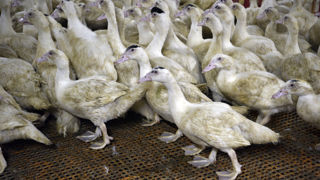 Le laboratoire allemand Boehringer Ingelheim a été choisi par le ministère de l'Agriculture pour réaliser les vaccins contre l'influenza aviaire, dans le cadre de la campagne de vaccination de cet automne en France.