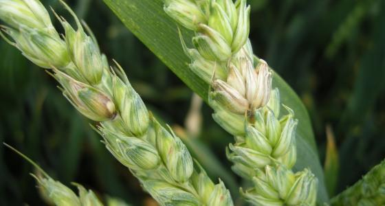 La gestion des résidus de maïs réduit le risque de contamination des blés par les ascospores de Fusarium graminearum, un des agents responsables de la fusariose des épis et de la production de Don. 