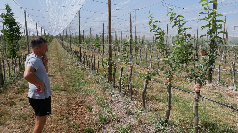 Bernard Mori, chef de culture au Domaine de Fontorbe, dans le Tarn, constate les dégâts : 90% de cette parcelle de 2,8 hectares est « détruite ». « Les pertes sont considérables », assure-t-il.