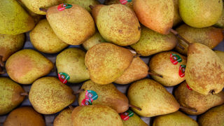 La guyot est la variété de poires la plus touchée par la baisse de la production, avec une diminution de 22 % sur un an. La guyot est la variété de poires la plus touchée par la baisse de la production, avec une diminution de 22 % sur un an.