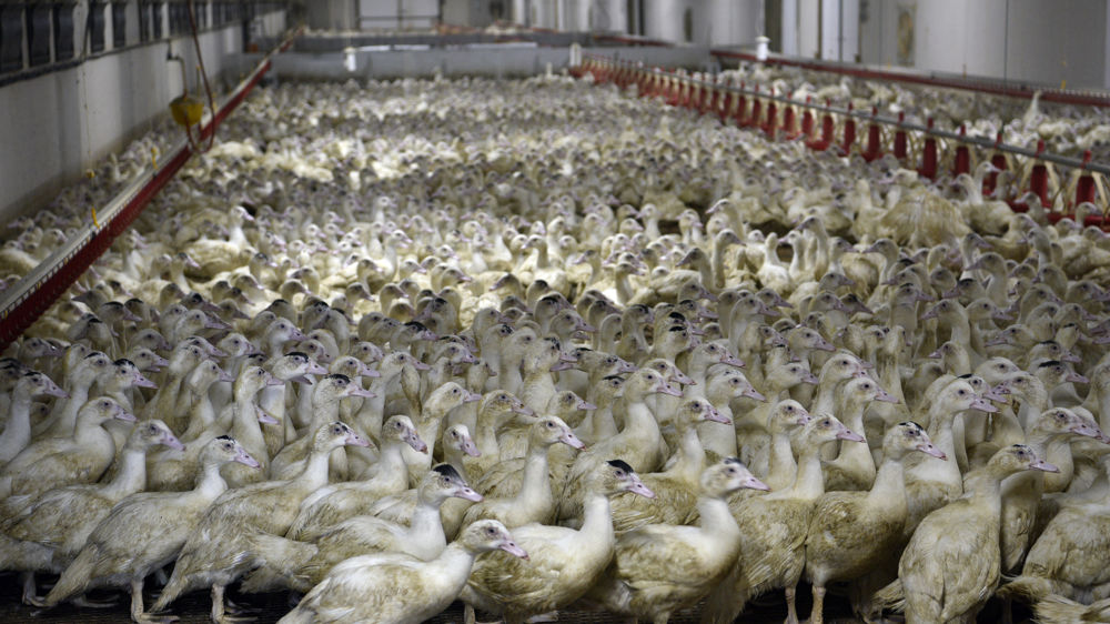 Le ministère annonce une vaccination obligatoire pour tous les élevages commerciaux de canards (photo d'illustration).