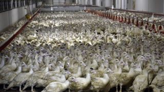 Le ministère annonce une vaccination obligatoire pour tous les élevages commerciaux de canards (photo d'illustration).