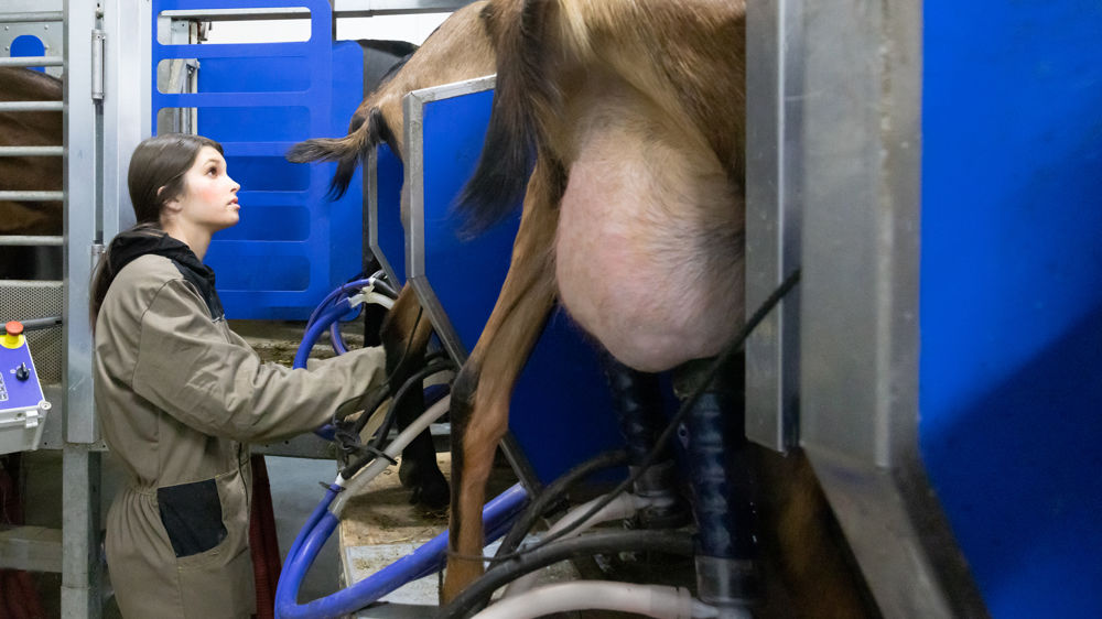 Selon le contrôle laitier 2022, la production caprine a augmenté de 10 kg par lactation.