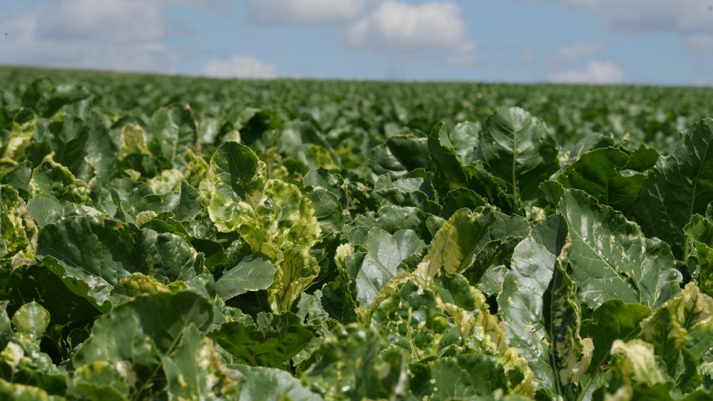 A l’issue d'une mission d'évaluation, deux députés recommandent de poursuivre les travaux engagés dans le plan national de recherche et d'innovation (PNRI).