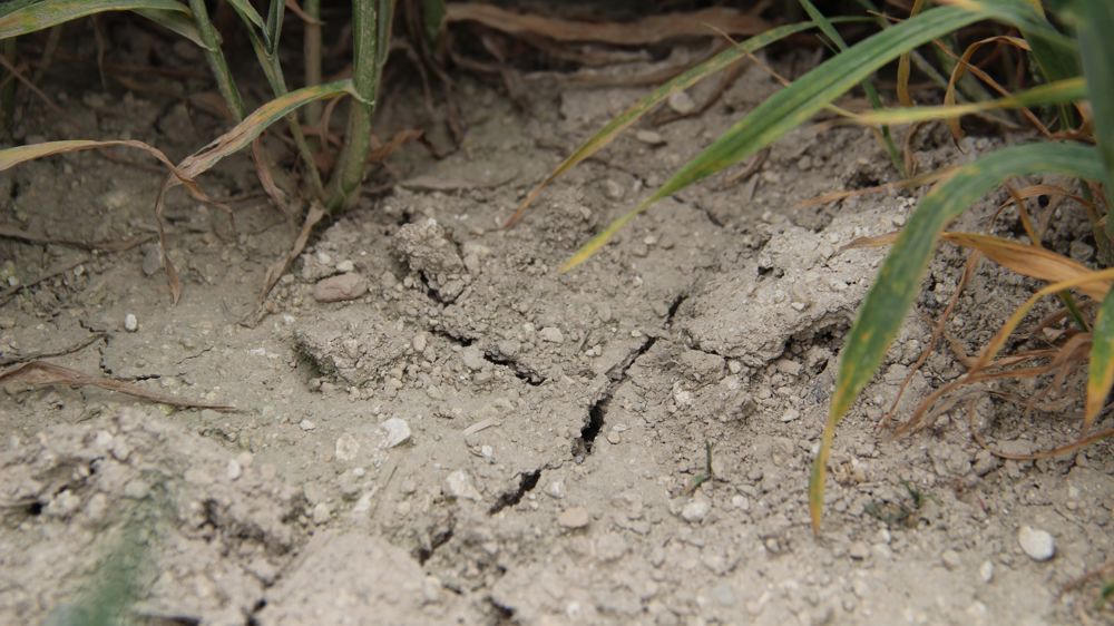 Des conditions plus sèches que la normale seront probablement observées en Chine, en Inde, en Asie du Sud-Est, ou encore en Australie.