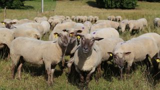 Les autorisations de mise sur le marché des produits antiparasitaires externes sont anciennes. Les précautions d'usage datent de l'époque et méritent être mises à jour.