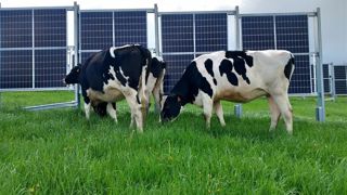 un dispositif de haies solaires bifaces au service du pâturage un dispositif de haies solaires bifaces au service du pâturage