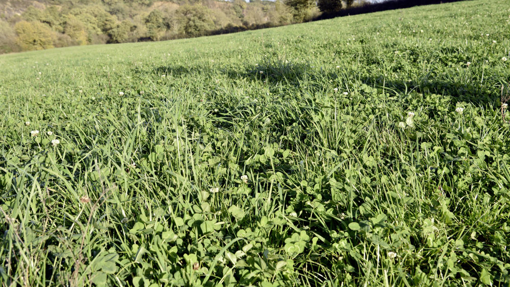 Pour l’instant, la surface pâturable disponible n’est pas encore épuisée car les foins ont pu se dérouler tôt en mai. Pour l’instant, la surface pâturable disponible n’est pas encore épuisée car les foins ont pu se dérouler tôt en mai.