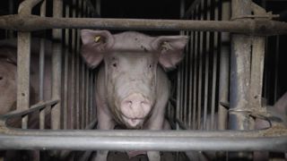 Deux éleveurs de Bretagne sont sont condamnés à verser 5000 € chacun à l’association L214. Deux éleveurs de Bretagne sont sont condamnés à verser 5000 € chacun à l’association L214.