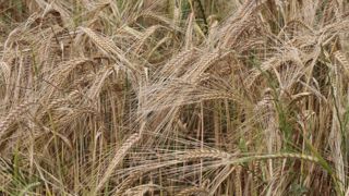 En bio, les experts conseillent de bien sécuriser les débouchés des grandes cultures.