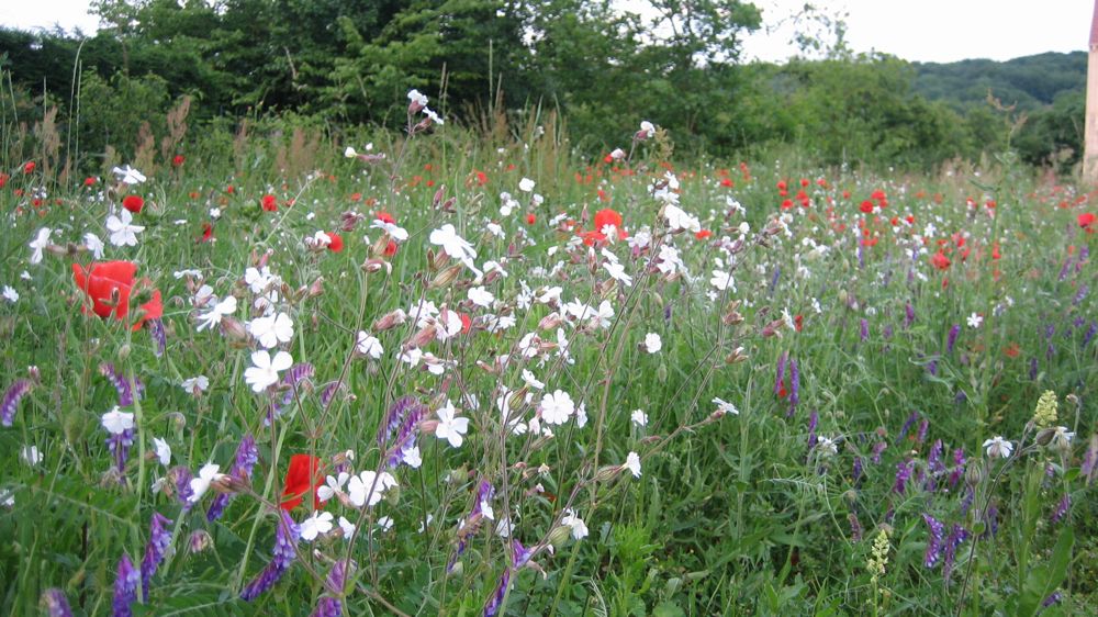 Face au développement des bandes fleuries, Semae appelle les agriculteurs-multiplicateurs de semences à bien respecter les distances d'isolement qui permettent de satisfaire à la pureté variétale.