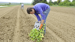 D'après un scénario de transition écologique, le secteur agricole pourrait gagner neuf mille emplois en 2030. D'après un scénario de transition écologique, le secteur agricole pourrait gagner neuf mille emplois en 2030.