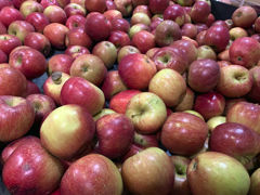 Les stocks de pommes et de poires françaises sont en repli en cette fin de campagne, note Agreste le 25 juillet 2023. Les stocks de pommes et de poires françaises sont en repli en cette fin de campagne, note Agreste le 25 juillet 2023.