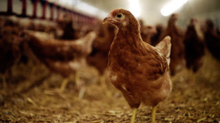 Malgré l'obligation d'indiquer l'origine de la viande de volailles, seuls 15% des établissements de restauration respectent cette mesure. Malgré l'obligation d'indiquer l'origine de la viande de volailles, seuls 15% des établissements de restauration respectent cette mesure.