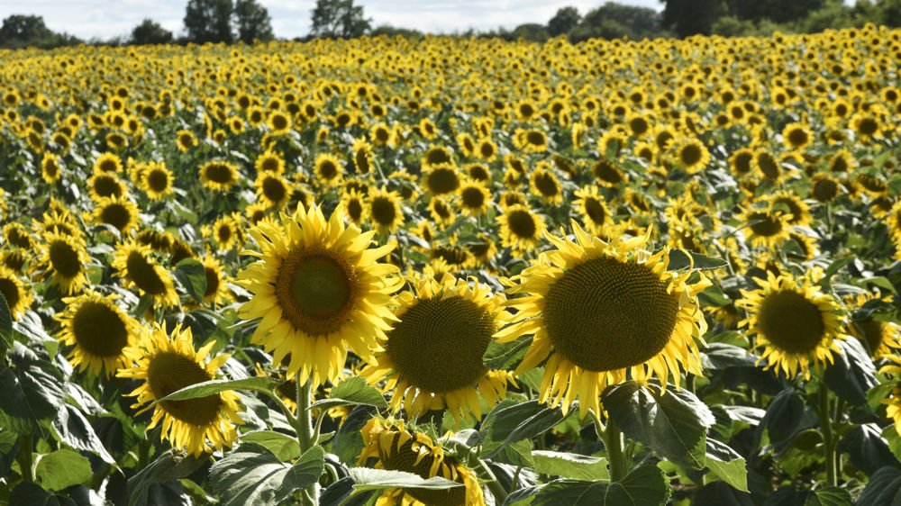 Le tournesol a subi la plus forte révision à la baisse par la Commission européenne dans le bulletin Mars de juillet, du fait de la sécheresse. Les rendements reculent à 2,12 t/ha (–5 % par rapport à la moyenne quinquennale et –4 % par rapport au mois de juin 2023).