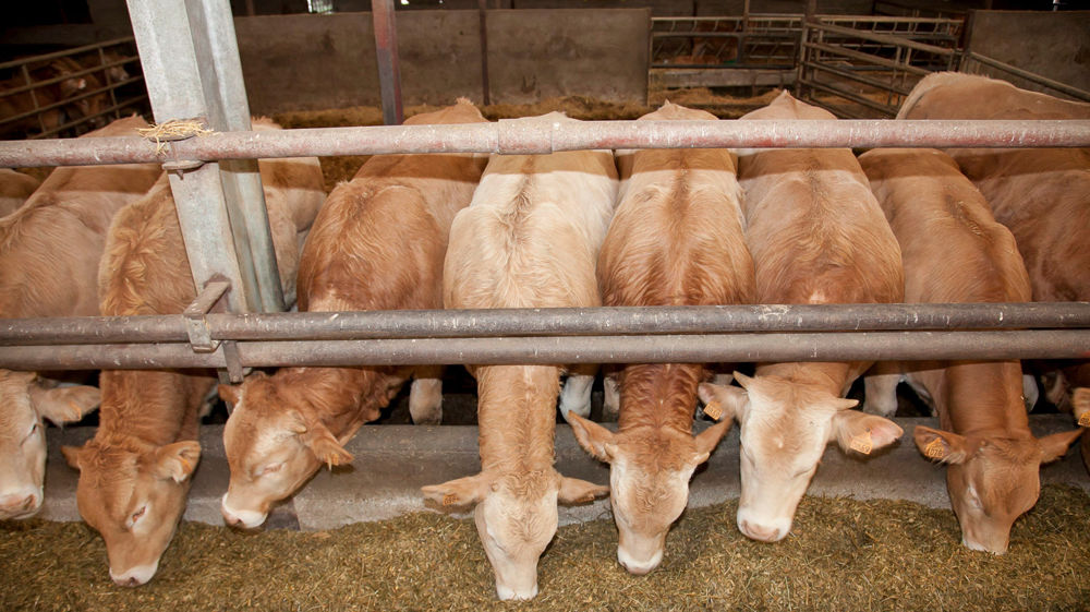 Même en batiment, l'animal ne transpire pas, et son rythme respiratoire reste stable, grâce à une alimentation adaptée.