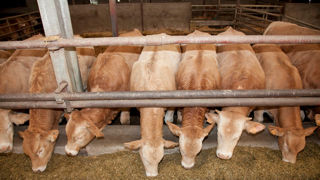 Même en batiment, l'animal ne transpire pas, et son rythme respiratoire reste stable, grâce à une alimentation adaptée. Même en batiment, l'animal ne transpire pas, et son rythme respiratoire reste stable, grâce à une alimentation adaptée.