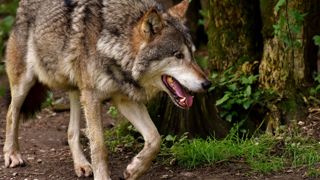 Le CAF Auvergne-Rhône-Alpes estime que l'Etat doit donner les moyens de se défendre aux agriculteurs par la régulation de la population de loups. Le CAF Auvergne-Rhône-Alpes estime que l'Etat doit donner les moyens de se défendre aux agriculteurs par la régulation de la population de loups.
