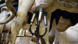 La production mondiale de lait devrait augmenter de 151 millions de tonnes, soit 1,5 % par an au cours de la décennie à venir. La production mondiale de lait devrait augmenter de 151 millions de tonnes, soit 1,5 % par an au cours de la décennie à venir.