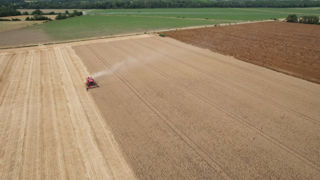 Le 24 juillet, l'observatoire de FranceAgriMer Céré'Obs a abaissé la proportion de blé tendre considérée en conditions « bonnes à très bonnes » à 78 %, contre  80 % la semaine précédente. La pluie entraine des inquiétudes sur la qualité des grains.