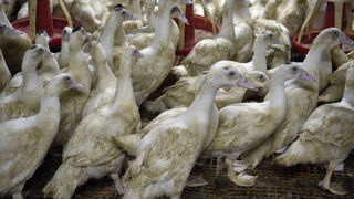 C'est le laboratoire allemand Boehringer Ingelheim qui fournira jusqu’à 80 millions de doses de vaccin pour les canards mulards et de Barbarie.