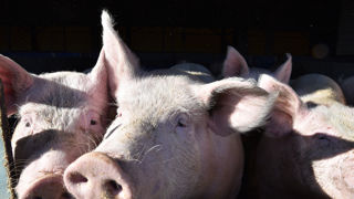 Partout en Europe, les abattoirs mettent la pression sur le prix du porc. Partout en Europe, les abattoirs mettent la pression sur le prix du porc.
