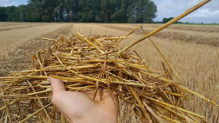 Après des pluies abondantes, il peut être judicieux d'éparpiller l'andain pour aider la paille à sécher plus vite. Après des pluies abondantes, il peut être judicieux d'éparpiller l'andain pour aider la paille à sécher plus vite.