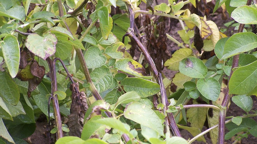 Le mildiou arrive par l’étage supérieur de la plante de pomme de terre.