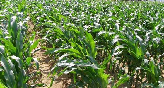 Un outil d’aide à la décision consultable en ligne, www.agro-control.fr, permet de suivre l’évolution des populations de foreurs sur un secteur et ainsi déclencher les actions adaptées.
