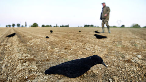 Le corbeau freux et la corneille noire sont sur la liste des espèces susceptibles d’occasionner des dégâts (Esod) publiée le 4 août 2023 par le ministère de la Transition écologique. Le corbeau freux et la corneille noire sont sur la liste des espèces susceptibles d’occasionner des dégâts (Esod) publiée le 4 août 2023 par le ministère de la Transition écologique.