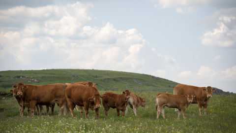 27 000 hectares de prairies sont désormais classés en prairies sensibles en Lozère. 27 000 hectares de prairies sont désormais classés en prairies sensibles en Lozère.
