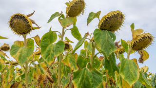 Les prix internationaux de l’huile de tournesol ont rebondi de plus de 15 % en juillet, selon la FAO. Les prix internationaux de l’huile de tournesol ont rebondi de plus de 15 % en juillet, selon la FAO.