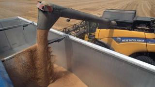 FranceAgriMer et Arvalis prévoient des poids spécifiques variables mais aux niveaux attendus par les marchés dans la majorité des cas.