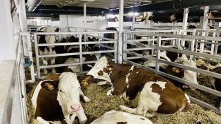 Le projet Exportwell de la Sepab s’inscrit dans la continuité de la démarche de certification des pratiques en faveur du bien-être animal (Iso 34700) obtenue en 2019 (72 points de contrôle et 4 audits par an). Le projet Exportwell de la Sepab s’inscrit dans la continuité de la démarche de certification des pratiques en faveur du bien-être animal (Iso 34700) obtenue en 2019 (72 points de contrôle et 4 audits par an).
