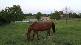 La fièvre de West Nile peut être suspectée en cas de syndrome fébrile d'origine indéterminée.