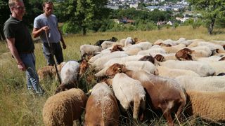 « Le pâturage des brebis participe à la maîtrise de l’embroussaillement et à la dispersion des graines et des insectes qu’elles transportent sur leur toison ou dans leur tube digestif », explique Philippe Huard (à gauche) en compagnie de Benoît Voisin, berger du troupeau.