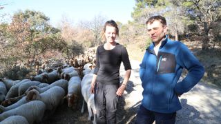 Barbara Calonger a été embauchée par Vincent Anselme-Martin pour conduire le troupeau cet hiver sur les pare-feu et dans les vignes du Vaucluse.