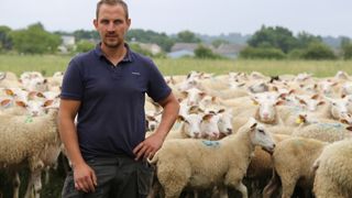 Grâce au pâturage des couverts, Quentin Chauster compte augmenter l'effectif de sa troupe.