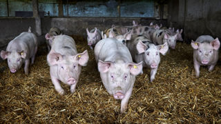 La Commission européenne proposera au cours de l'automne de nouvelles normes pour le bien-être des animaux d’élevage. La Commission européenne proposera au cours de l'automne de nouvelles normes pour le bien-être des animaux d’élevage.