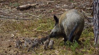 La chasse au sanglier est réouverte depuis le 15 août 2023. La chasse au sanglier est réouverte depuis le 15 août 2023.