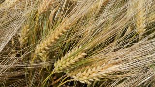 L'orge d'hiver enregistre de très bons rendements, contrairement à l'orge de printemps pour la moisson de 2023.