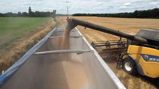 Les prix du blé et du maïs ont reculé cette semaine, à l'inverse de ceux du colza, selon Tallage.