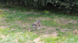 Les louvetiers ont abattu une  louve dans le Lot à la suite d’un tir de défense simple dans la nuit du 4 au 5 août 2023.