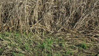 Généralement, la verse reste localisée et le phénomène de grains germés rare. Généralement, la verse reste localisée et le phénomène de grains germés rare.