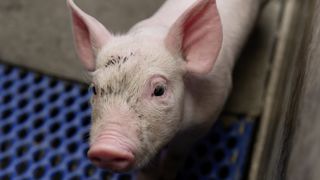 La justice bretonne a condamné une éleveuse de porcs et son Gaec à des amendes délictuelles pour caudectomie systématique. La justice bretonne a condamné une éleveuse de porcs et son Gaec à des amendes délictuelles pour caudectomie systématique.