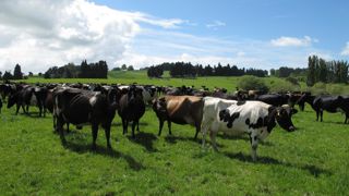 Les producteurs néo-zélandais font face à une nouvelle baisse des prix du lait, annoncé le 18 août 2023 par la coopérative Fonterra. Les producteurs néo-zélandais font face à une nouvelle baisse des prix du lait, annoncé le 18 août 2023 par la coopérative Fonterra.