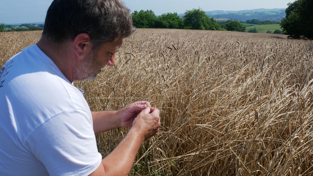 Le boulanger sélectionne des blés datant d'avant-guerre. « J'ai étudié 300 variétés, chacune ayant des caractéristiques différentes... »