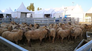 288 exposants seront présents à Tech-Ovin qui se déroulera les 6 et 7 septembre 2023 à Bellac, dans la Haute-Vienne.