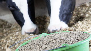 Sur le premier semestre de 2023, la production française d’aliments du bétail a reculé de 1,5 % pour les filières conventionnelles et de 12 % pour le bio. Sur le premier semestre de 2023, la production française d’aliments du bétail a reculé de 1,5 % pour les filières conventionnelles et de 12 % pour le bio.