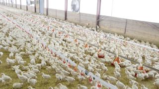 Les abattages de volailles continuent leur progression sur juillet 2023, laissant entrevoir une sortie de crise pour la filière. Les abattages de volailles continuent leur progression sur juillet 2023, laissant entrevoir une sortie de crise pour la filière.
